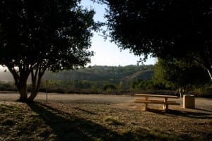 Ladera Trails oaks via simply happenstance