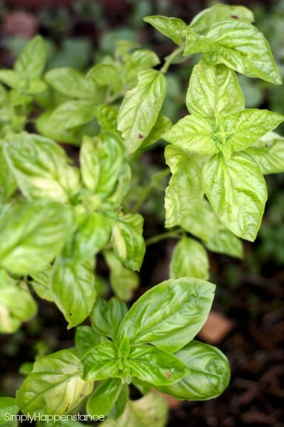 basil