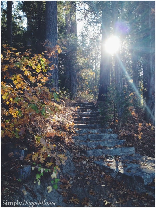 forest walk {photo via simply happenstance}