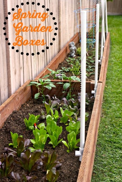 Spring Garden Boxes.  Updated DIY Garden Boxes for Spring.  Backyard gardening.