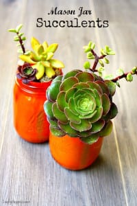 Easy Do It Yourself Mason Jar Succulents. Perfect for end of the school year gifts for teachers.