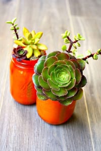 Easy Do It Yourself Succulent Vase. Perfect for end of the school year gift.
