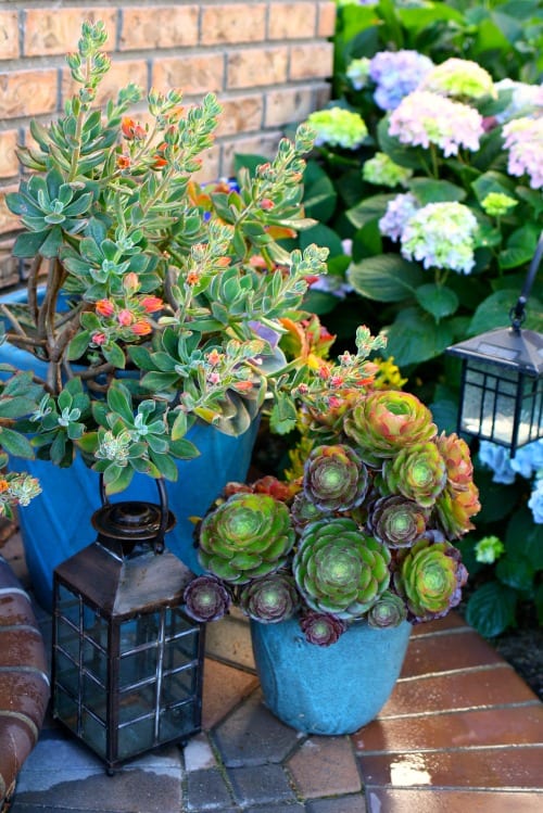 Easy mason jar succulents. 