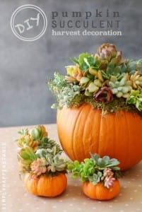 #DIY: Pumpkin Succulent Harvest Decoration {simplyhappenstance.com}