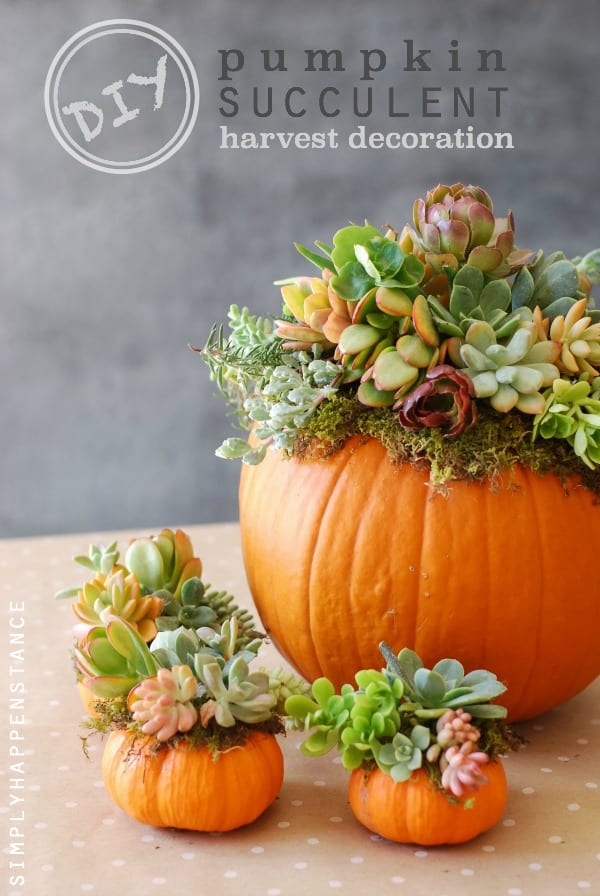 #DIY: Pumpkin Succulent Harvest Decoration {simplyhappenstance.com}