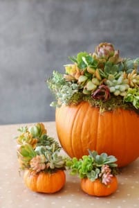 DIY Pumpkin Succulent Arrangement {tutorial and photos on simplyhappenstance.com} #falldecor #pumpkins #DIY