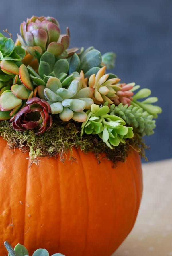 #DIY: Pumpkin Succulent Harvest Arrangement {tutorial via: simplyhappenstance.com}