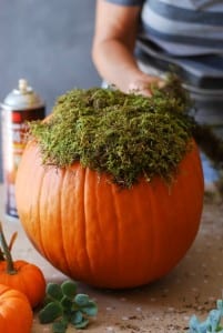 #DIY: Pumpkin Succulent Harvest Arrangement {tutorial via: simplyhappenstance.com}