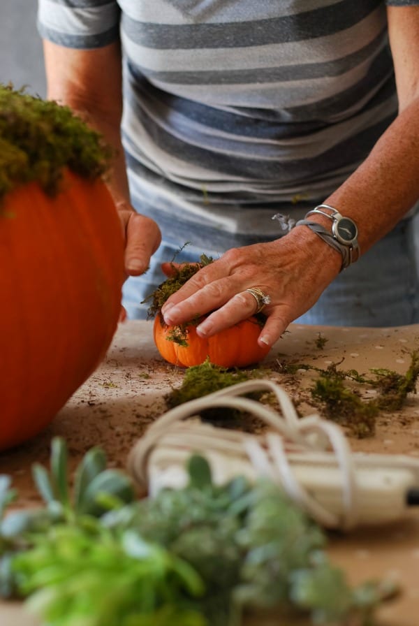 #DIY: Pumpkin Succulent Harvest Arrangement {tutorial via: simplyhappenstance.com}