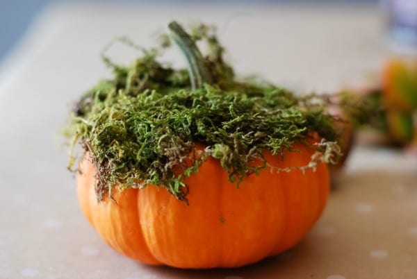 #DIY: Pumpkin Succulent Harvest Arrangement {tutorial via: simplyhappenstance.com}