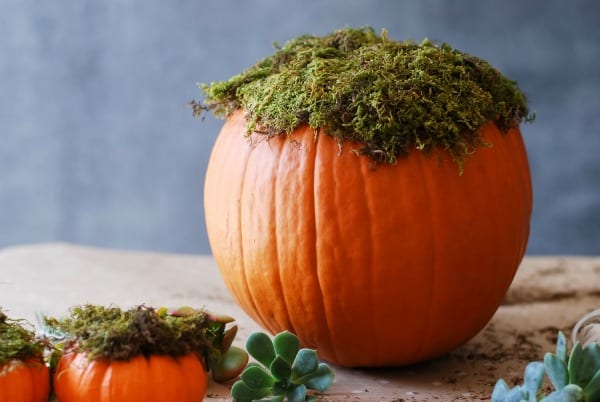 #DIY: Pumpkin Succulent Harvest Arrangement {tutorial via: simplyhappenstance.com}