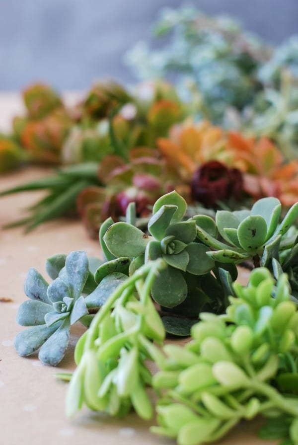 #DIY: Pumpkin Succulent Harvest Arrangement {tutorial via: simplyhappenstance.com}