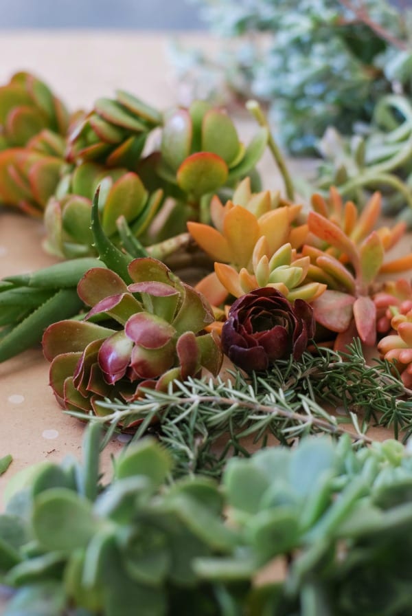 #DIY: Pumpkin Succulent Harvest Arrangement {tutorial via: simplyhappenstance.com}