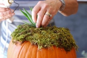 DIY Pumpkin Succulent Harvest Decoration {tutorial and photos on simplyhappenstance.com}