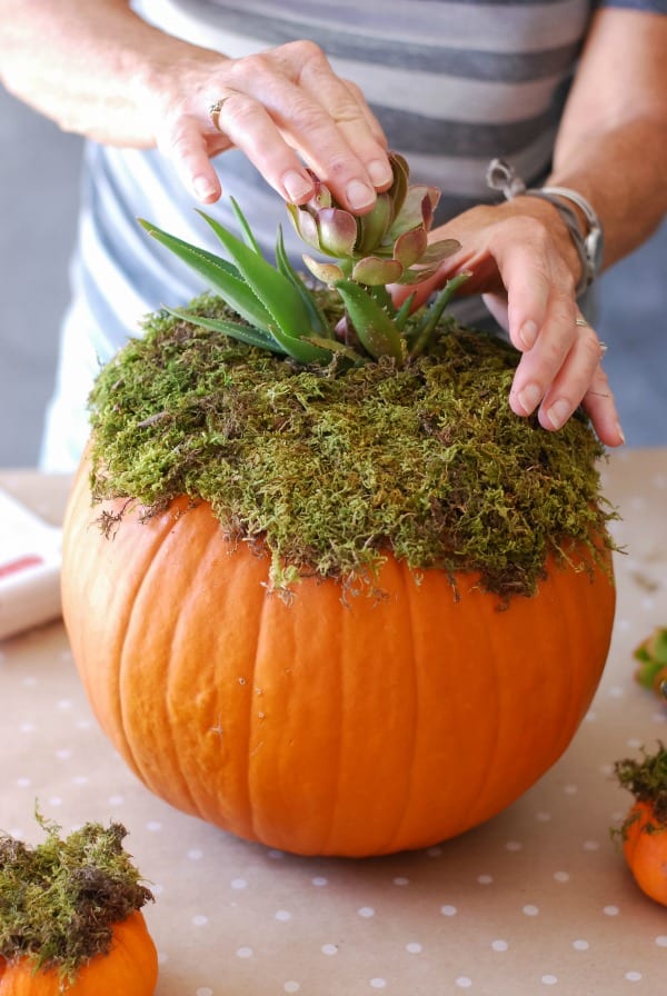 Pumpkin Succulent Arrangement {simplyhappenstance.com}-54