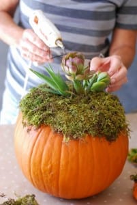 DIY Pumpkin Succulent Harvest Decoration {tutorial and photos on simplyhappenstance.com}