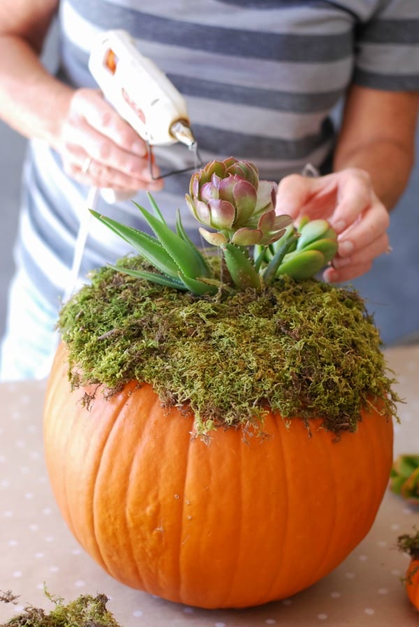 Pumpkin Succulent Arrangement {simplyhappenstance.com}-55