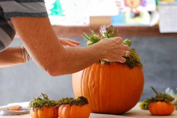 Pumpkin Succulent Arrangement {simplyhappenstance.com}-57