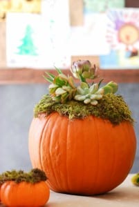 DIY Pumpkin Succulent Harvest Decoration {tutorial and photos on simplyhappenstance.com}