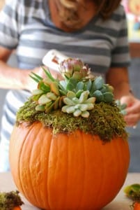 DIY Pumpkin Succulent Harvest Decoration {tutorial and photos on simplyhappenstance.com}