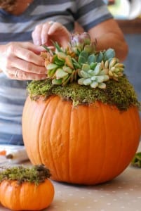 DIY Pumpkin Succulent Harvest Decoration {tutorial and photos on simplyhappenstance.com}