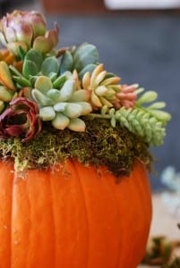 DIY Pumpkin Succulent Harvest Decoration {tutorial and photos on simplyhappenstance.com}