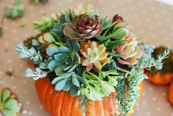 DIY Pumpkin Succulent Arrangement {tutorial and photos on simplyhappenstance.com} #falldecor #pumpkins #DIY