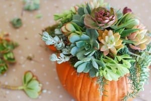 DIY Pumpkin Succulent Arrangement {tutorial and photos on simplyhappenstance.com} #falldecor #pumpkins #DIY