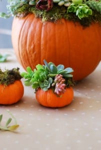 DIY Pumpkin Succulent Arrangement {tutorial and photos on simplyhappenstance.com} #falldecor #pumpkins #DIY