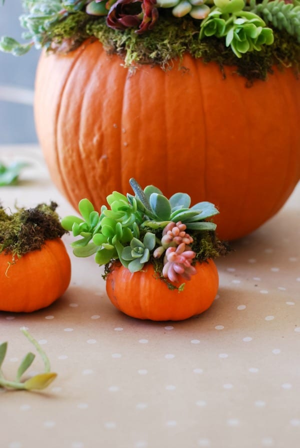 Pumpkin Succulent Arrangement {simplyhappenstance.com}-82