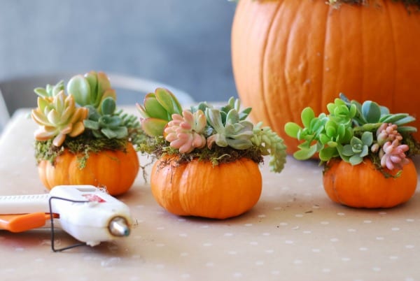 Pumpkin Succulent Arrangement {simplyhappenstance.com}-87