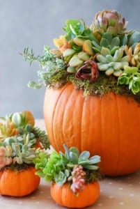 DIY Pumpkin Succulent Arrangement {tutorial and photos on simplyhappenstance.com} #falldecor #pumpkins #DIY