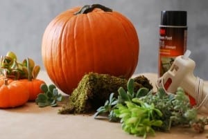 #DIY Pumpkin Succulent Harvest Decoration {simplyhappenstance.com}