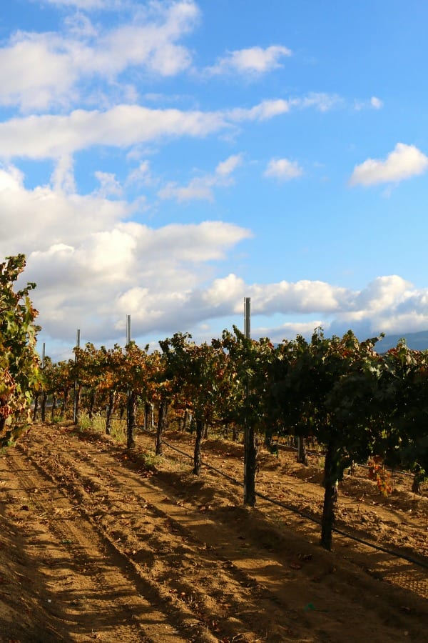 Vineyards at Leoness Winery