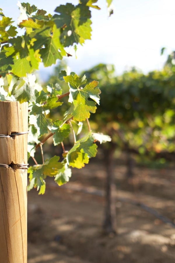 Vineyards in Temecula