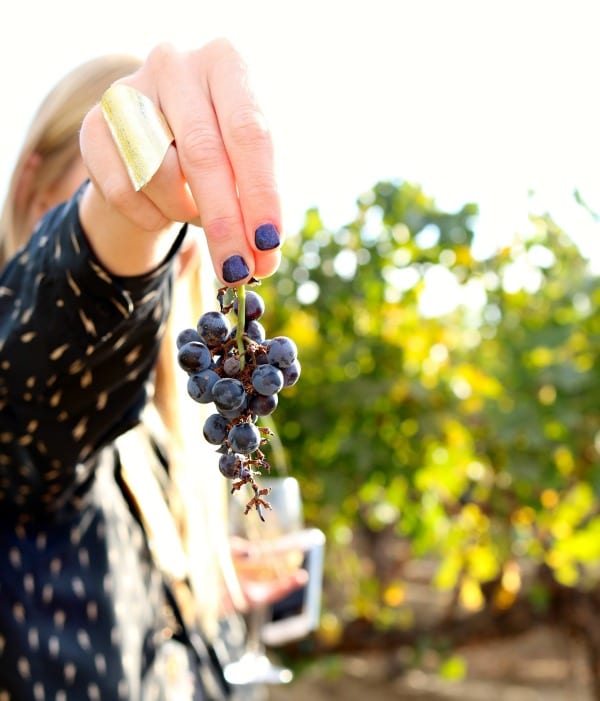 Fall Grapes in Temecula. Straight from the vine. 