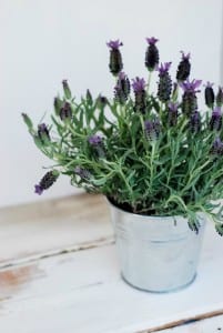 DIY: Oatmeal and Lavender Bath Soak | simplyhappenstance.com
