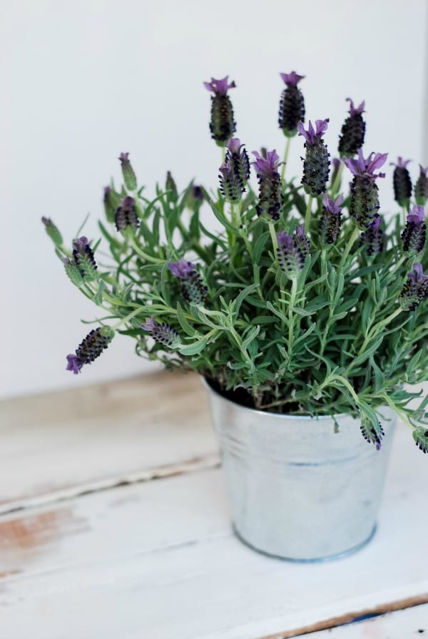 DIY Oatmeal and Lavender Bath Soak  simplyhappenstance.com