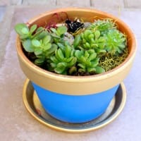 DIY Blue and Gold Succulent Pots for Boyscout Blue and Gold Dinner