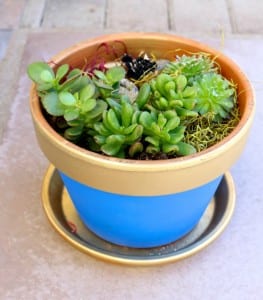 DIY Blue and Gold Succulent Pots for Boyscout Blue and Gold Dinner