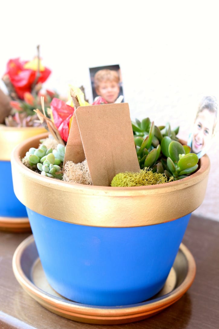 Blue and Gold Succulent Pots for Boyscout Blue and Gold Banquet